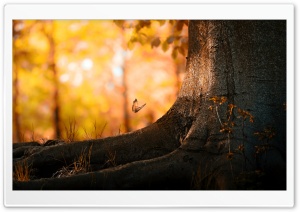 Tronco Ultra HD Wallpaper for 4K UHD Widescreen desktop, tablet & smartphone
