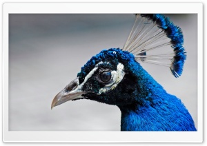 Tropical Blue Bird Ultra HD Wallpaper for 4K UHD Widescreen desktop, tablet & smartphone