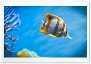 Tropical Fish Ultra HD Wallpaper for 4K UHD Widescreen desktop, tablet & smartphone