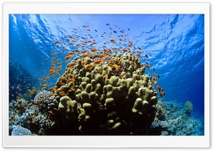 Tropical Reef Fish Ultra HD Wallpaper for 4K UHD Widescreen desktop, tablet & smartphone