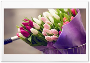 Tulip Bouquet Ultra HD Wallpaper for 4K UHD Widescreen desktop, tablet & smartphone