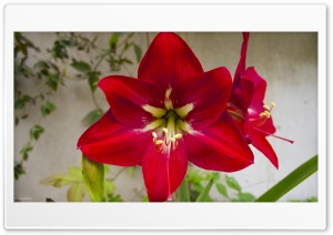 Tulip Flower Ultra HD Wallpaper for 4K UHD Widescreen desktop, tablet & smartphone