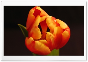Tulip Flower From Above Ultra HD Wallpaper for 4K UHD Widescreen desktop, tablet & smartphone