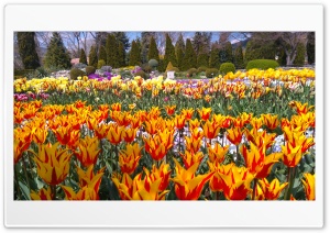 Tulip garden Ultra HD Wallpaper for 4K UHD Widescreen desktop, tablet & smartphone