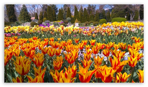 tulips, tulip, sky, flower,flowers, tulips, beauty, peace,love, garden  landscape Ultra HD Desktop Background Wallpaper for 4K UHD TV