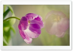 Tulip in a Vase near Window Ultra HD Wallpaper for 4K UHD Widescreen desktop, tablet & smartphone