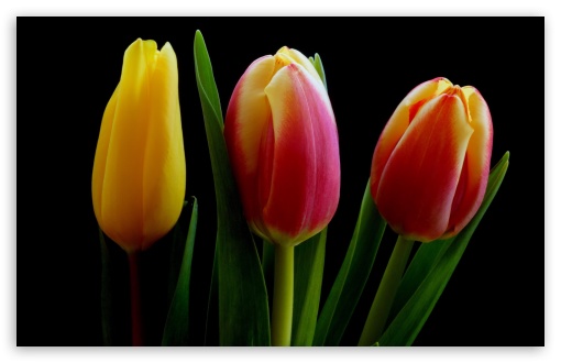 Tulips UltraHD Wallpaper for Wide 16:10 5:3 Widescreen WHXGA WQXGA WUXGA WXGA WGA ; 8K UHD TV 16:9 Ultra High Definition 2160p 1440p 1080p 900p 720p ; Standard 4:3 5:4 3:2 Fullscreen UXGA XGA SVGA QSXGA SXGA DVGA HVGA HQVGA ( Apple PowerBook G4 iPhone 4 3G 3GS iPod Touch ) ; Smartphone 5:3 WGA ; Tablet 1:1 ; iPad 1/2/Mini ; Mobile 4:3 5:3 3:2 16:9 5:4 - UXGA XGA SVGA WGA DVGA HVGA HQVGA ( Apple PowerBook G4 iPhone 4 3G 3GS iPod Touch ) 2160p 1440p 1080p 900p 720p QSXGA SXGA ;