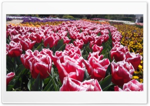Tulips Ultra HD Wallpaper for 4K UHD Widescreen desktop, tablet & smartphone