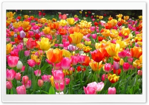 Tulips Ultra HD Wallpaper for 4K UHD Widescreen desktop, tablet & smartphone