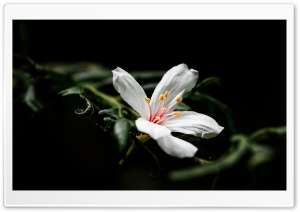 Tung Blossom Ultra HD Wallpaper for 4K UHD Widescreen desktop, tablet & smartphone