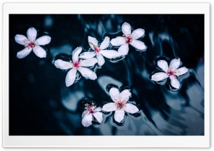 Tung Flowers Ultra HD Wallpaper for 4K UHD Widescreen desktop, tablet & smartphone