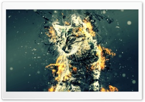 Turkish Cats, Tabby Ultra HD Wallpaper for 4K UHD Widescreen desktop, tablet & smartphone