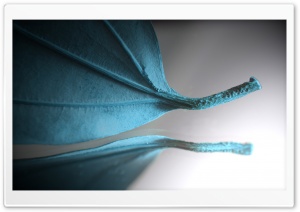 Turquoise Leaf Ultra HD Wallpaper for 4K UHD Widescreen desktop, tablet & smartphone