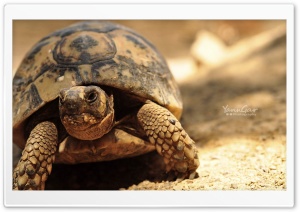 Turtle Monster Ultra HD Wallpaper for 4K UHD Widescreen desktop, tablet & smartphone