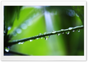 Twig Ultra HD Wallpaper for 4K UHD Widescreen desktop, tablet & smartphone