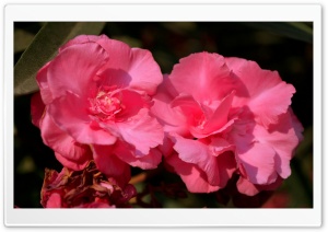 Twin Flowers Ultra HD Wallpaper for 4K UHD Widescreen desktop, tablet & smartphone