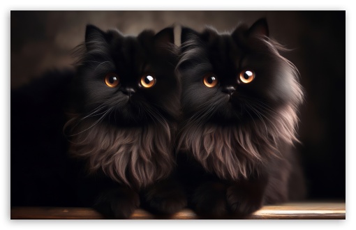 Two Beautiful Black Doll Face Persan Cats UltraHD Wallpaper for Wide 16:10 5:3 Widescreen WHXGA WQXGA WUXGA WXGA WGA ; UltraWide 21:9 24:10 ; 8K UHD TV 16:9 Ultra High Definition 2160p 1440p 1080p 900p 720p ; UHD 16:9 2160p 1440p 1080p 900p 720p ; Standard 4:3 5:4 3:2 Fullscreen UXGA XGA SVGA QSXGA SXGA DVGA HVGA HQVGA ( Apple PowerBook G4 iPhone 4 3G 3GS iPod Touch ) ; Smartphone 16:9 3:2 5:3 2160p 1440p 1080p 900p 720p DVGA HVGA HQVGA ( Apple PowerBook G4 iPhone 4 3G 3GS iPod Touch ) WGA ; Tablet 1:1 ; iPad 1/2/Mini ; Mobile 4:3 5:3 3:2 16:9 5:4 - UXGA XGA SVGA WGA DVGA HVGA HQVGA ( Apple PowerBook G4 iPhone 4 3G 3GS iPod Touch ) 2160p 1440p 1080p 900p 720p QSXGA SXGA ; Dual 16:10 5:3 16:9 4:3 5:4 3:2 WHXGA WQXGA WUXGA WXGA WGA 2160p 1440p 1080p 900p 720p UXGA XGA SVGA QSXGA SXGA DVGA HVGA HQVGA ( Apple PowerBook G4 iPhone 4 3G 3GS iPod Touch ) ;