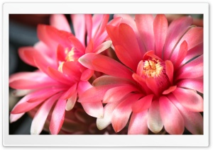 Two Beautiful Cactus Flowers Ultra HD Wallpaper for 4K UHD Widescreen desktop, tablet & smartphone
