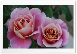 Two Beautiful Pink Roses Flowers Ultra HD Wallpaper for 4K UHD Widescreen desktop, tablet & smartphone