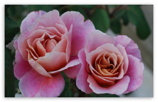 Two Beautiful Pink Roses Flowers UltraHD Wallpaper for Wide 16:10 5:3 Widescreen WHXGA WQXGA WUXGA WXGA WGA ; UltraWide 21:9 24:10 ; 8K UHD TV 16:9 Ultra High Definition 2160p 1440p 1080p 900p 720p ; UHD 16:9 2160p 1440p 1080p 900p 720p ; Standard 4:3 5:4 3:2 Fullscreen UXGA XGA SVGA QSXGA SXGA DVGA HVGA HQVGA ( Apple PowerBook G4 iPhone 4 3G 3GS iPod Touch ) ; Smartphone 16:9 3:2 5:3 2160p 1440p 1080p 900p 720p DVGA HVGA HQVGA ( Apple PowerBook G4 iPhone 4 3G 3GS iPod Touch ) WGA ; Tablet 1:1 ; iPad 1/2/Mini ; Mobile 4:3 5:3 3:2 16:9 5:4 - UXGA XGA SVGA WGA DVGA HVGA HQVGA ( Apple PowerBook G4 iPhone 4 3G 3GS iPod Touch ) 2160p 1440p 1080p 900p 720p QSXGA SXGA ;