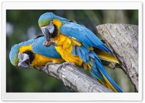 Two Blue Parrots Ultra HD Wallpaper for 4K UHD Widescreen desktop, tablet & smartphone