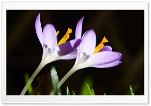 Two Crocus Flowers Ultra HD Wallpaper for 4K UHD Widescreen desktop, tablet & smartphone
