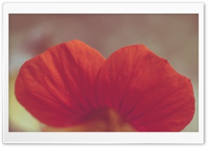 Two Flower Petals Ultra HD Wallpaper for 4K UHD Widescreen desktop, tablet & smartphone