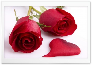 Two Love Roses Ultra HD Wallpaper for 4K UHD Widescreen desktop, tablet & smartphone