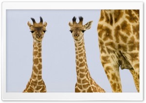 Two Newborn Giraffe Masai Mara Kenya Ultra HD Wallpaper for 4K UHD Widescreen desktop, tablet & smartphone