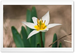 Two Spring Flowers Ultra HD Wallpaper for 4K UHD Widescreen desktop, tablet & smartphone