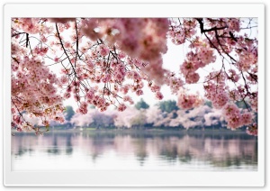 Under a Tree, Spring Ultra HD Wallpaper for 4K UHD Widescreen desktop, tablet & smartphone