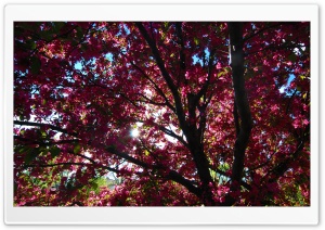 Under the Blossoms Ultra HD Wallpaper for 4K UHD Widescreen desktop, tablet & smartphone