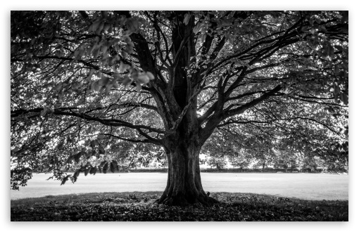 Under the Tree, Black and White UltraHD Wallpaper for Wide 16:10 5:3 Widescreen WHXGA WQXGA WUXGA WXGA WGA ; 8K UHD TV 16:9 Ultra High Definition 2160p 1440p 1080p 900p 720p ; Standard 4:3 5:4 3:2 Fullscreen UXGA XGA SVGA QSXGA SXGA DVGA HVGA HQVGA ( Apple PowerBook G4 iPhone 4 3G 3GS iPod Touch ) ; Smartphone 16:9 3:2 5:3 2160p 1440p 1080p 900p 720p DVGA HVGA HQVGA ( Apple PowerBook G4 iPhone 4 3G 3GS iPod Touch ) WGA ; Tablet 1:1 ; iPad 1/2/Mini ; Mobile 4:3 5:3 3:2 16:9 5:4 - UXGA XGA SVGA WGA DVGA HVGA HQVGA ( Apple PowerBook G4 iPhone 4 3G 3GS iPod Touch ) 2160p 1440p 1080p 900p 720p QSXGA SXGA ;