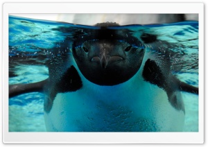 Under The Water Ultra HD Wallpaper for 4K UHD Widescreen desktop, tablet & smartphone