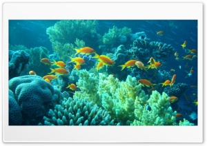 under the water Ultra HD Wallpaper for 4K UHD Widescreen desktop, tablet & smartphone