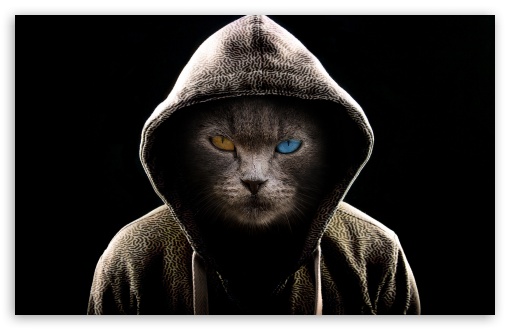 Undercover Cat Ultra HD Desktop Background Wallpaper for 4K UHD TV : Tablet  : Smartphone