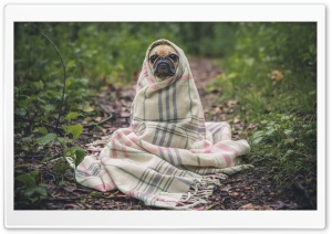Undercover Dog Ultra HD Wallpaper for 4K UHD Widescreen desktop, tablet & smartphone