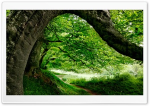 Underneath the Tree Ultra HD Wallpaper for 4K UHD Widescreen desktop, tablet & smartphone