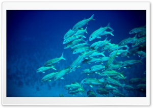 Underwater, Maui, Hawaii Ultra HD Wallpaper for 4K UHD Widescreen desktop, tablet & smartphone