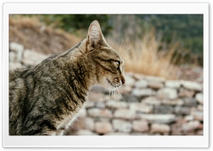 Unruly Cat Ultra HD Wallpaper for 4K UHD Widescreen desktop, tablet & smartphone
