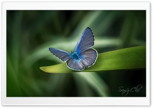 Upon A Dream Ultra HD Wallpaper for 4K UHD Widescreen desktop, tablet & smartphone