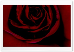 Valentine Red Rose Ultra HD Wallpaper for 4K UHD Widescreen desktop, tablet & smartphone