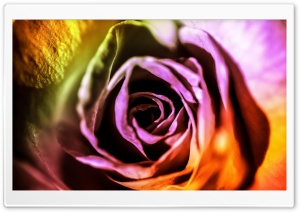 Valentine Rose Ultra HD Wallpaper for 4K UHD Widescreen desktop, tablet & smartphone
