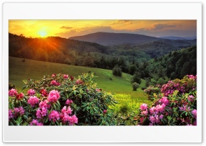 Valley of flowers Ultra HD Wallpaper for 4K UHD Widescreen desktop, tablet & smartphone