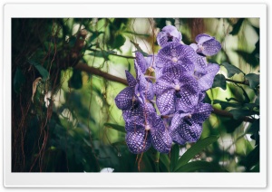 Vanda Orchid Flower Ultra HD Wallpaper for 4K UHD Widescreen desktop, tablet & smartphone