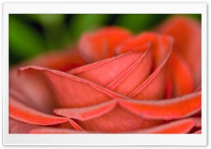 Velvet Rose Ultra HD Wallpaper for 4K UHD Widescreen desktop, tablet & smartphone