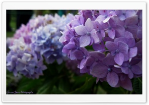 Velvet Touch Ultra HD Wallpaper for 4K UHD Widescreen desktop, tablet & smartphone