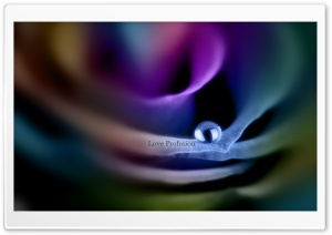 Velvety Rose Love Profusion Ultra HD Wallpaper for 4K UHD Widescreen desktop, tablet & smartphone