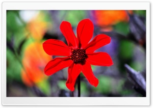 Very Red Flower Ultra HD Wallpaper for 4K UHD Widescreen desktop, tablet & smartphone