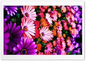 Vibrance Ultra HD Wallpaper for 4K UHD Widescreen desktop, tablet & smartphone